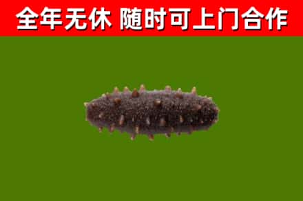 泰州回收海参干